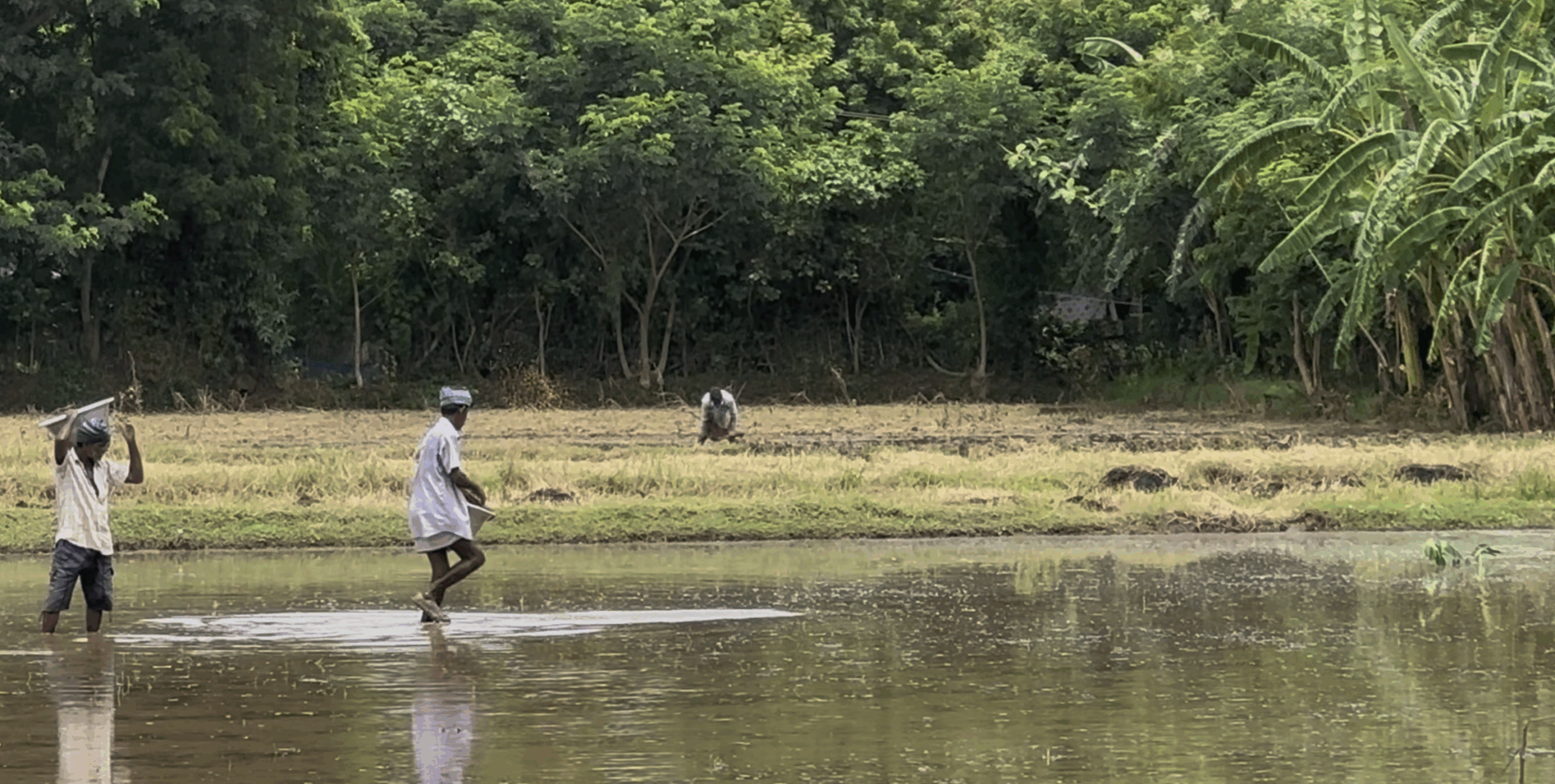 Samba Cultivation 2025 – White Ponni /  சம்பா சாகுபடி 2025 – வெள்ளை பொன்னி